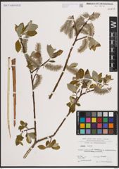 Foto von Salix caprea L.